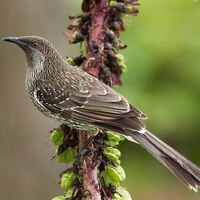 دانلود صدای پرنده مرغ پوپی 