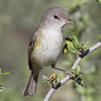دانلود صدای پرنده سرودخوان بل