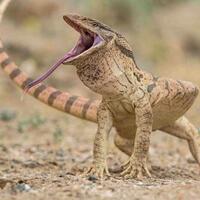 دانلود صدای بزمجه بنگالی