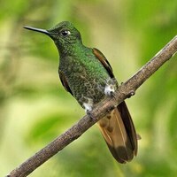 دانلود صدای پرنده تاجک دم‌نخودی