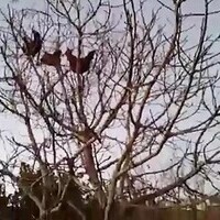 دانلود صدای میم طنز مرغ بالای درخت