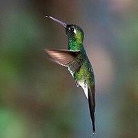 دانلود صدای پرنده زمردی کوبایی