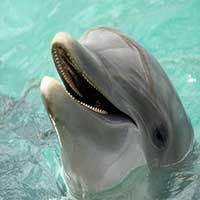دانلود صدای سانسور دلفین