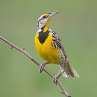 دانلود صدای پرنده چمن چکاو شرقی