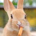 دانلود صدای غذا خوردن خرگوش