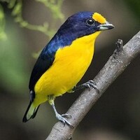 دانلود صدای پرنده خوش‌خوان بنفش گون