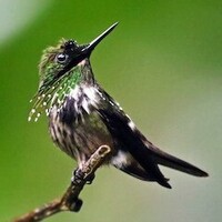 دانلود صدای پرنده لوند بزمی