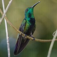 دانلود صدای پرنده سینه ‌زغالی گلو سبز 