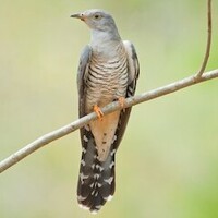 دانلود صدای پرنده کوکوی هیمالیایی
