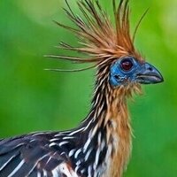 دانلود صدای پرنده گندمرغ