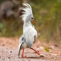 دانلود صدای پرنده کاگو 