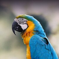 دانلود صدای ماکائو