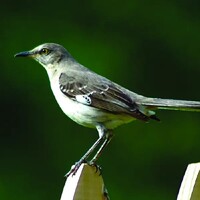 دانلود صدای پرنده مرغ تقلیدگر شمالی