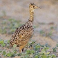 دانلود صدای پرنده کاسته‌ دم کوچک