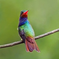 دانلود صدای پرنده یاقوتی گلوحنایی