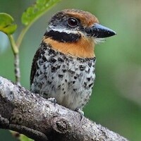 دانلود صدای پرنده پفی مرغ خالدار 