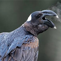 دانلود صدای پرنده غراب نوک کلفت