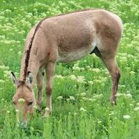 دانلود صدای حیوان گور ترکمنی