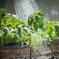 دانلود افکت صدای آبیاری گیاهان