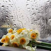 دانلود صدای دکلمه تو اگه گل بودی میشدی نرگس