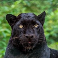 دانلود صدای پلنگ سیاه 