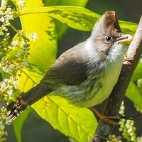 دانلود صدای پرنده یوهین برمه‌ای