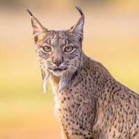 دانلود صدای لینکس ایبری