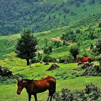دانلود صدای له له تالشی