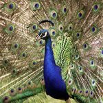 صدای طاووس