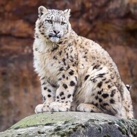 دانلود صدای پلنگ برفی