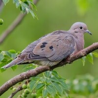 دانلود صدای کبوتر زینایدا